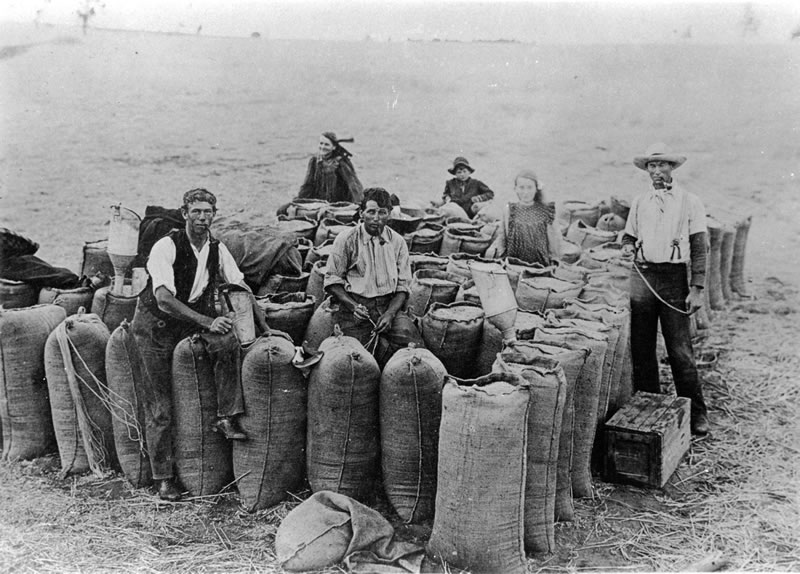 Harvest in the Mallee